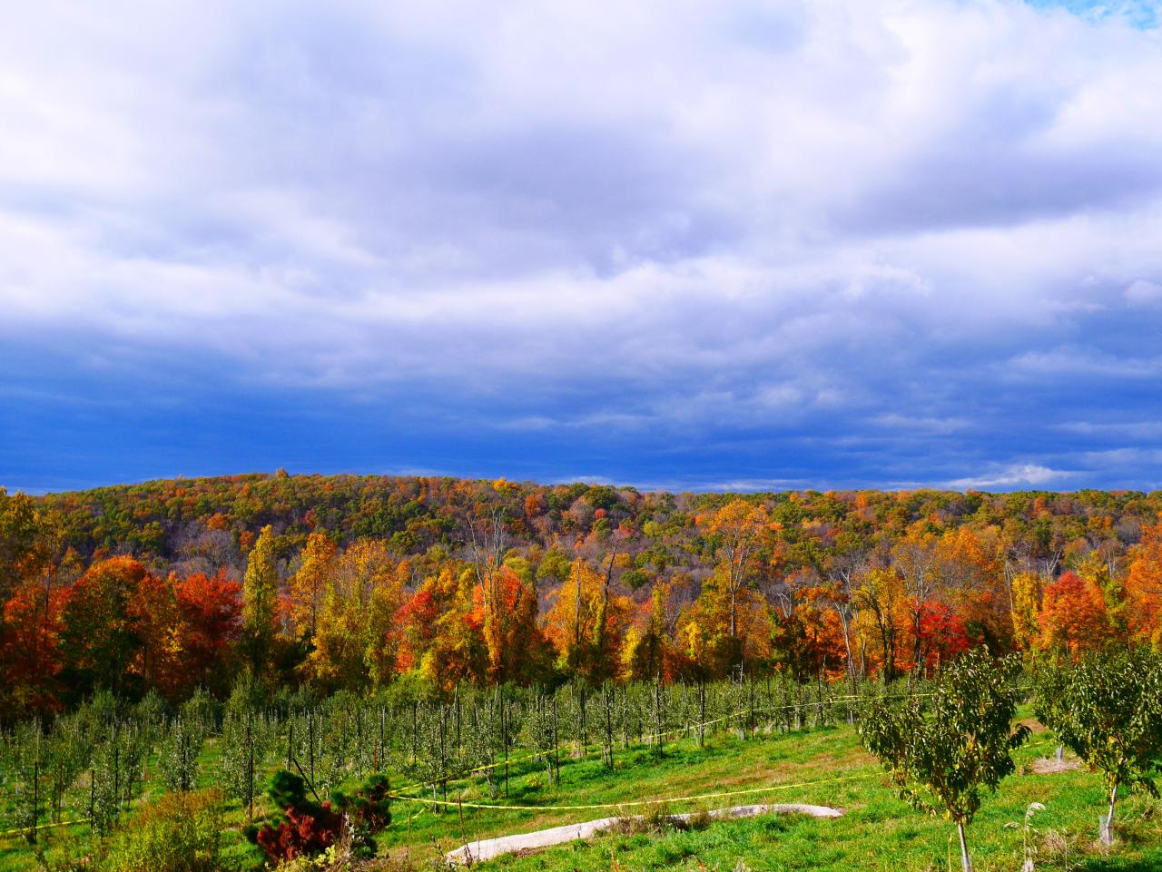 Harvest Moon Orchard: Tips for a Memorable Visit