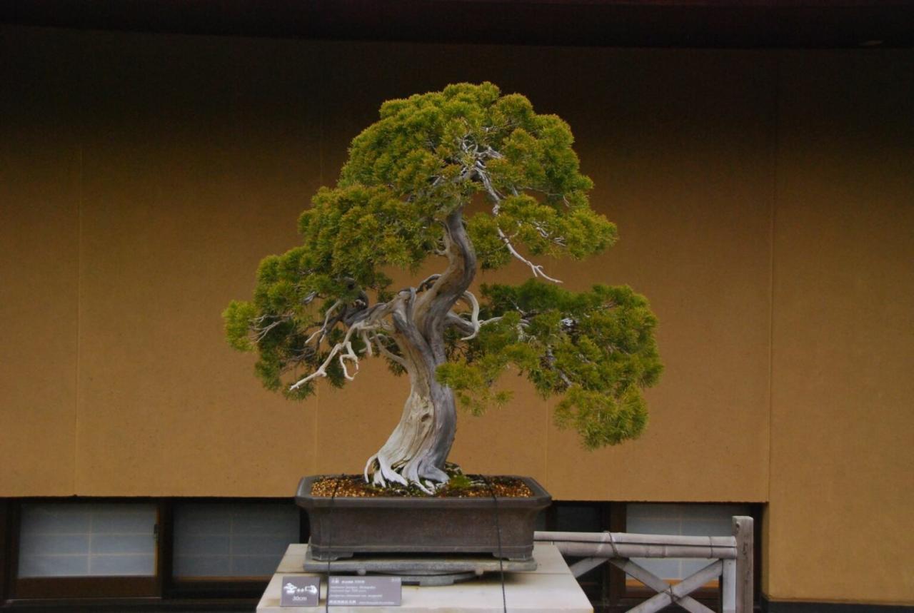 How Often Should You Water Your Juniper Bonsai?