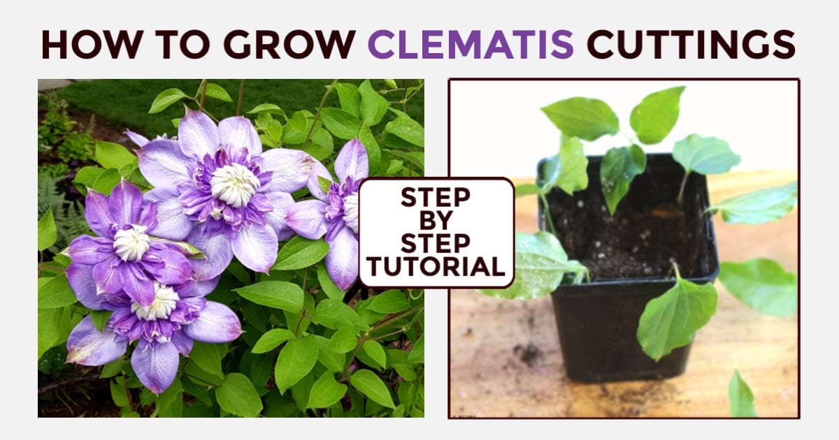 How to Create a Vibrant Clematis Garden Using Effective Propagation