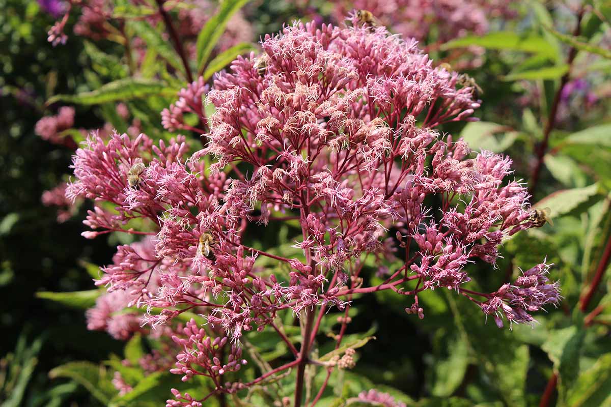 Master the Art: Cultivating Joe Pye Weed for Stunning Blooms