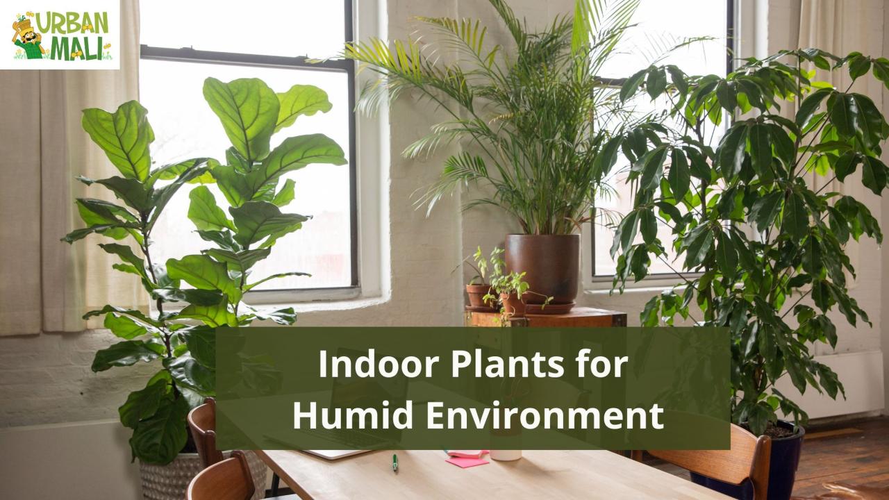 How to Select Large Indoor Plants That Thrive in Humidity