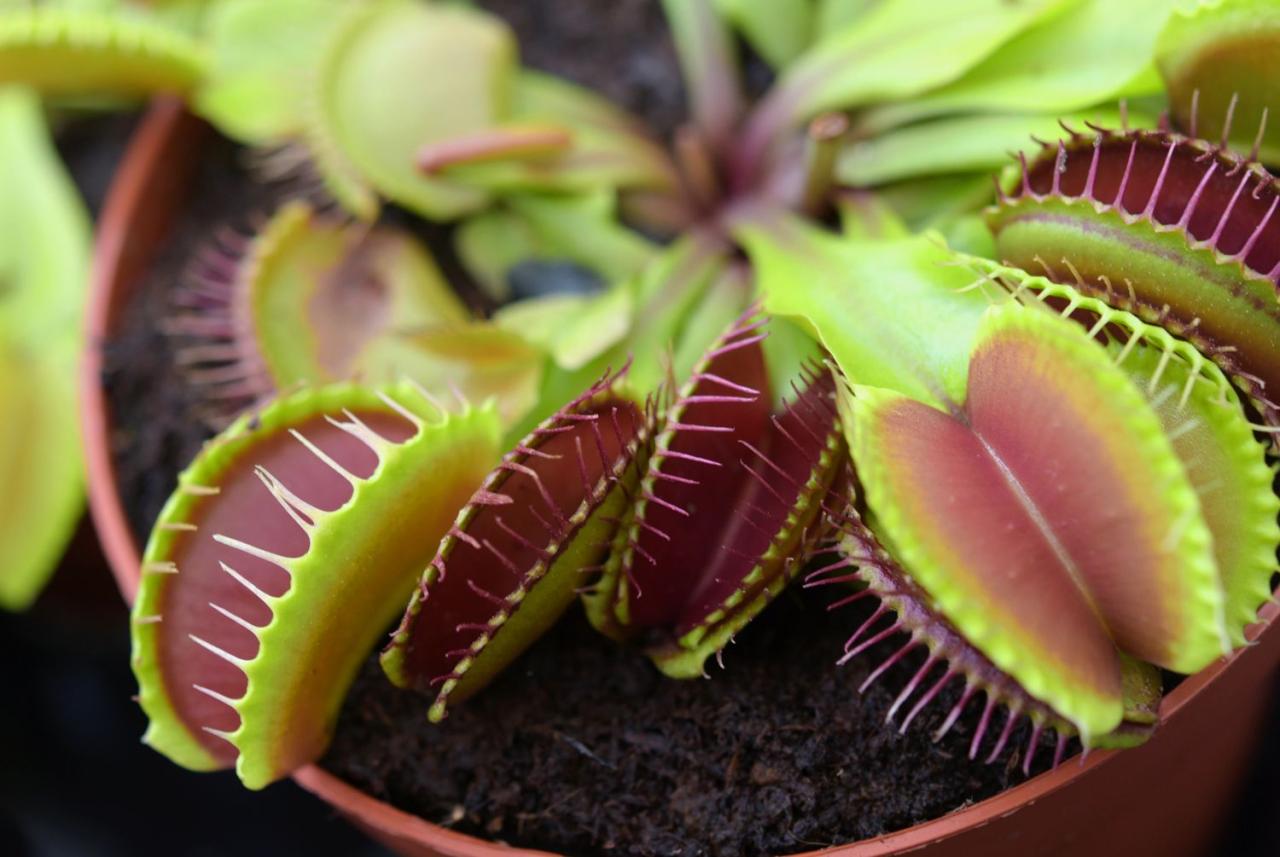 Everything You Need to Know About Propagating Venus Fly Traps