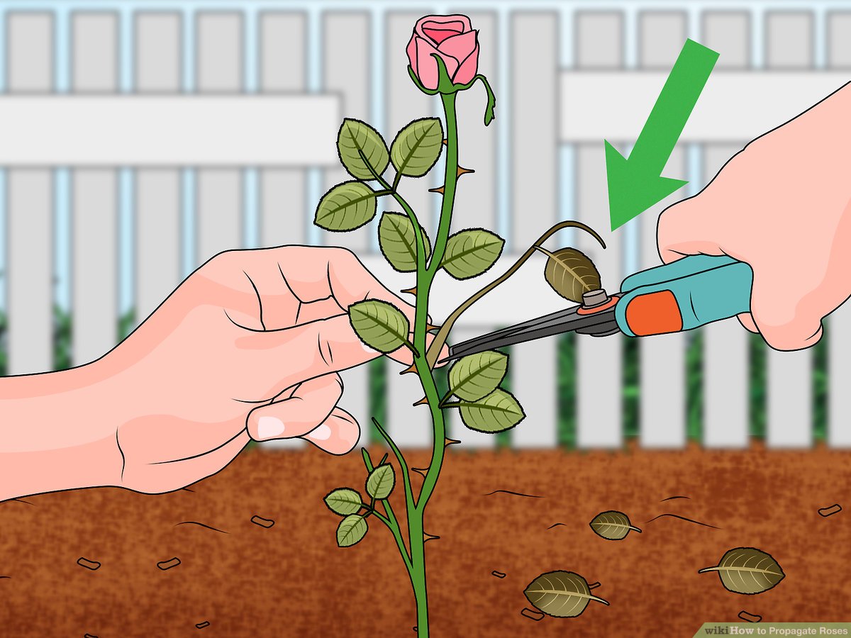 Grow Your Rose Collection: Propagate Roses From Cuttings