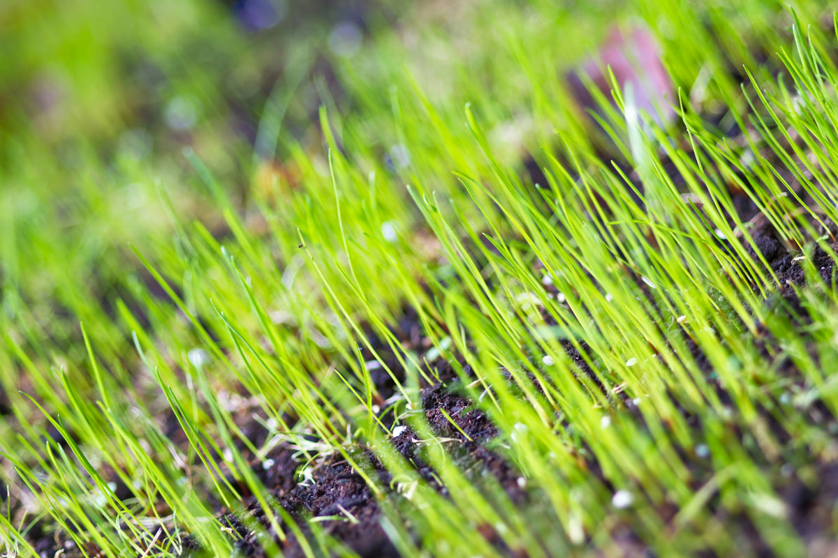 Timing Your Grass Seed Sowing in the UK for Great Results