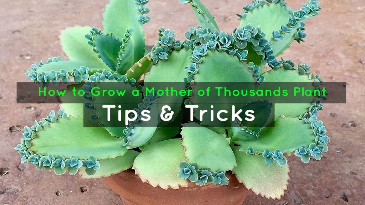 Expand Your Mother of Thousands Collection with These Tricks