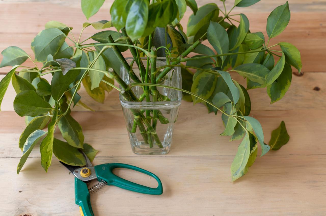 How to Make Schefflera Propagation Effortless and Successful